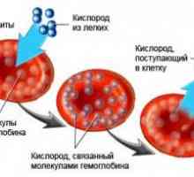 Hemoglobina menstruale 14