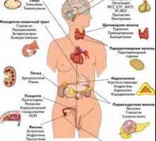 Sistemul endocrin: structura, organe, și funcția sa de lucru