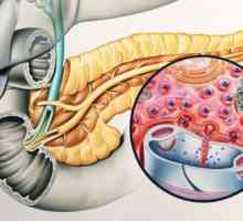 Care sunt funcțiile pancreasului hormoni?