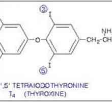 T4 hormon liber normă în sângele femeilor