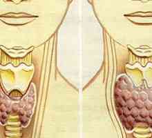 Volumul tiroidian Norma