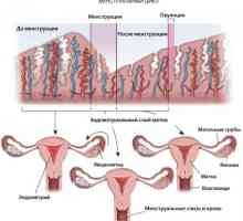 De ce doare stomacul in timpul menstruatiei 10