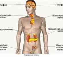 Importanța glandelor endocrine la om
