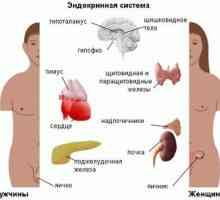 Paraganglia glandei endocrine și de sistem: tipuri, funcții și caracteristici ale organismelor