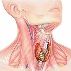 Care este glanda tiroida, este responsabil pentru ceea ce și cum să trateze
