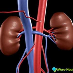 Amplasarea rinichilor în corpul uman