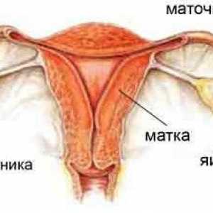 Simptomele de chisturi ovariene și specii ale sale