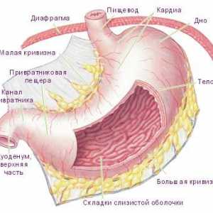 Numele și caracteristicile stomacului