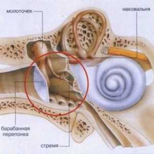 Structura și boli ale urechii medii