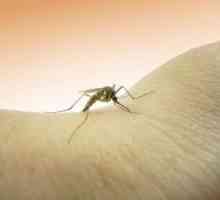 Alergic la mușcăturile de muște negre: ce să facă, decât pentru a trata?
