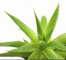 Medicul de familie - Aloe: utilizarea de tinctura