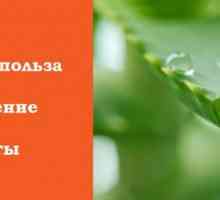 Aloe Vera: proprietățile sale curative și contraindicații