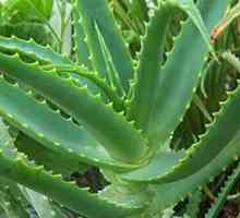 Aloe poate ajuta cu disfunctie erectila