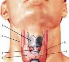 Analizează care trebuie să ia hormoni tiroidieni