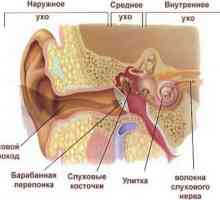 Anatomia urechii umane: caracteristicile structurale