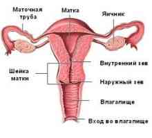 Anatomia organelor de reproducere feminine