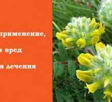 Astragalus - iarbă liderii de la Kremlin și sciți