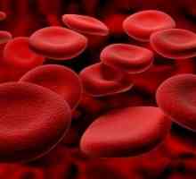 În celulele roșii din sânge a crescut: cauze, consecințe și prevenirea