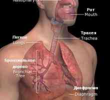 Boli ale sistemului respirator în medicina tibetană