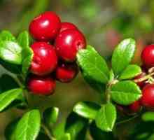 Lingonberry este util și foarte gustoase, cu cistite ei și rece va fi plecat pentru totdeauna!