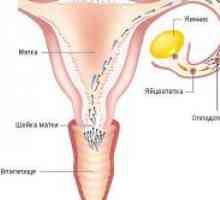 Ce dimensiune este oul la ovulatie?