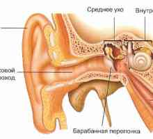 Care este organul de auz și funcțiile pe care funcționează?