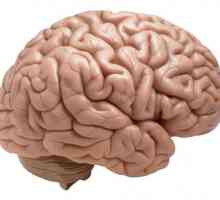 Care se extinde vasele din creier?