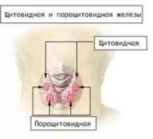 Care este glandele paratiroide, importanța lor pentru viața umană a organismului
