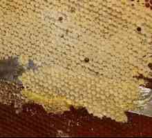 Ce este zabrus de albine și modul în care este utilizat?