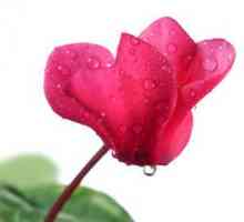 Floare Cyclamen pentru tratamentul sinuzitei