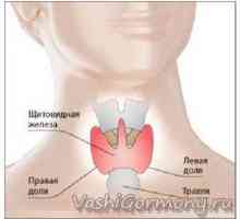 Două fețe ale unei foi sau a tuturor hormonilor tiroidieni
