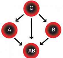 Grupa de sânge (AB0): esența, definiția unui copil, compatibilitate, ce face?