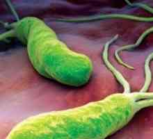 Helicobacter pylori: un test de sange, rata, decodare