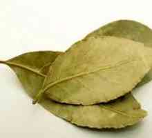 Utilizați frunze de dafin împotriva acnee - toate secretele cererii