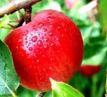 Copac Apple. Beneficiile merelor