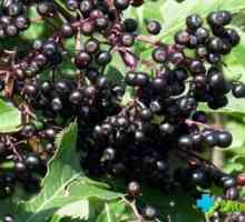 Fructe de padure Elderberry: Unele retete