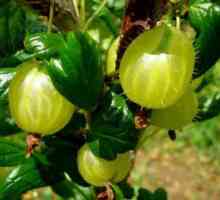 Fructe de padure de coacăze - o vitamina! Ei scapa de boli și să aducă toxine!