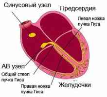 Boli ale sistemului cardiovascular (boli cardiovasculare): o privire de ansamblu, simptome,…