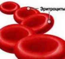 Celulele roșii ale sângelui și funcția lor în sânge