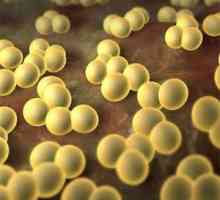 Cum să se ocupe cu Staphylococcus aureus in intestin?