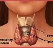 Cum ecografie a glandei tiroide: procedură specială