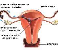 Cum de a calcula ovulatia lunar?
