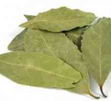 Cum să utilizați o frunză de dafin pentru diabet? remediu natural natural.