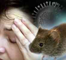 De unde știi semnele de febra mouse-ului? Diagnostic si tratament.