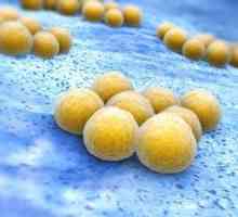 Cum de a identifica Staphylococcus aureus: tipuri de teste pentru infecție