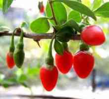 Cum să crească fructe de padure Goji: grădină exotică