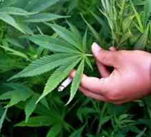 Cum de a aduce marijuana din organism: sfaturi practice