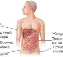 Caracteristici ale IRM ale cavității abdominale