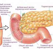 Unde este pancreasul și ce funcții?