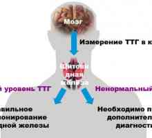 Care este rata de TSH hormon
